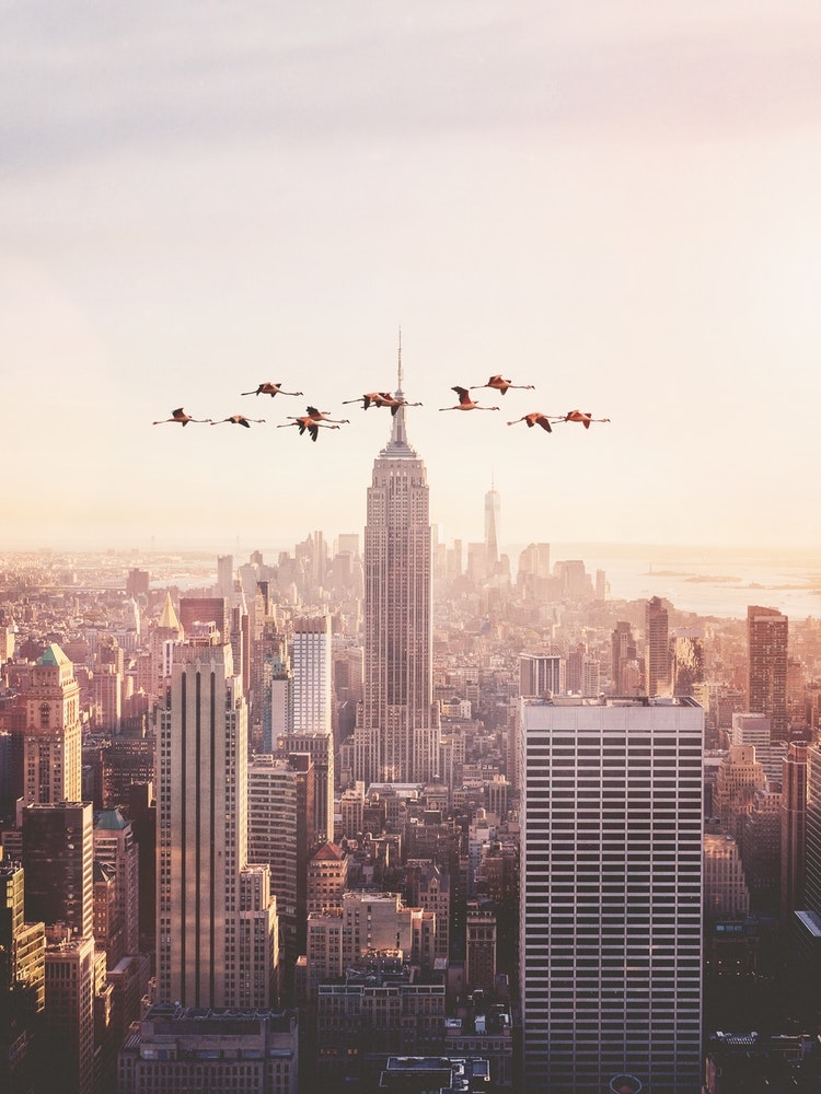 Flamingos in New York Art Print