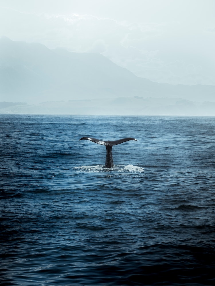 Whale Watching In Kaikoura, New Zealand Art Print