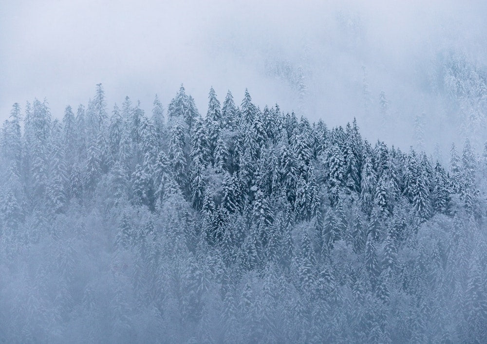Winter Forest And Fog Art Print