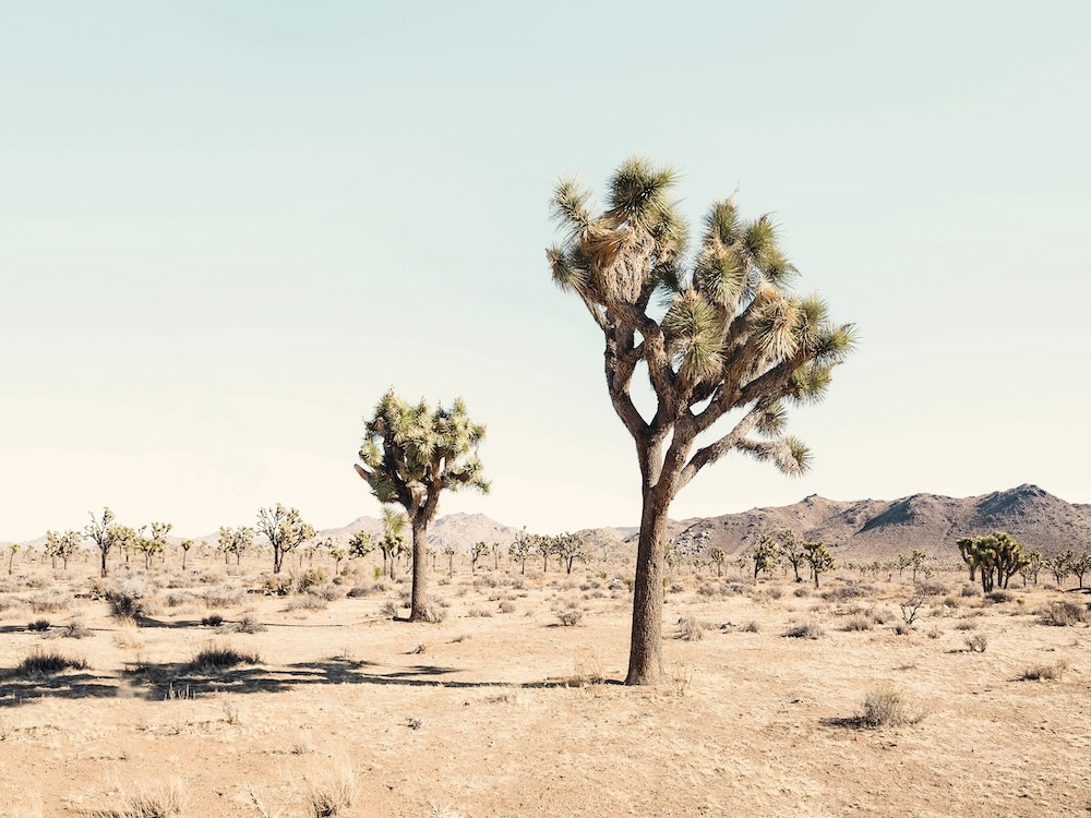 Joshua Tree Art Print