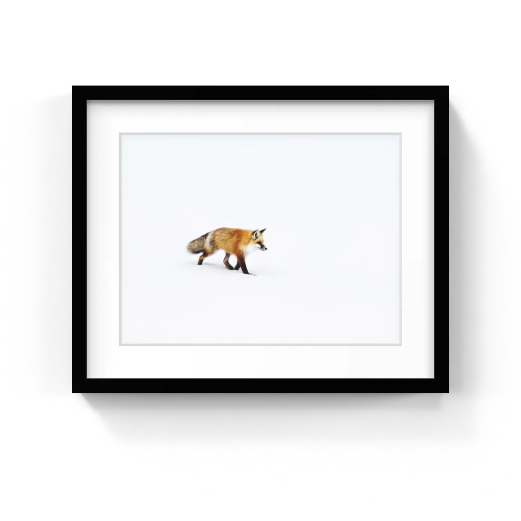 A Red Fox In Wyoming, Carol M Highsmith Art Print