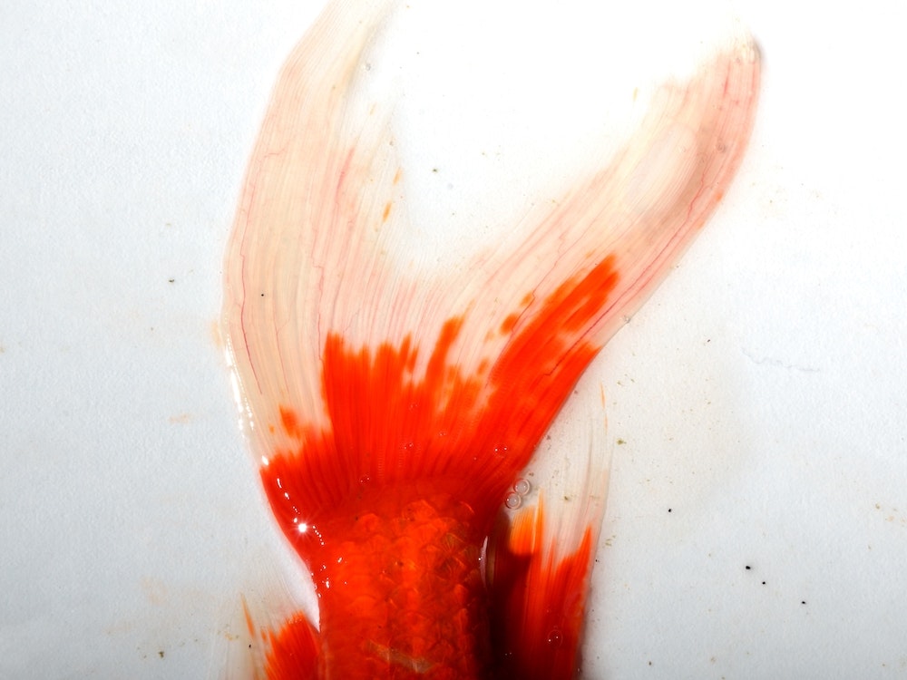 Koi Fish Tail Art Print