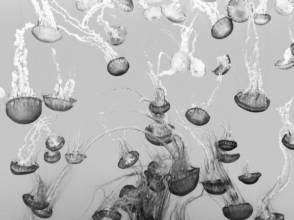 Floating Jellyfish Art Print