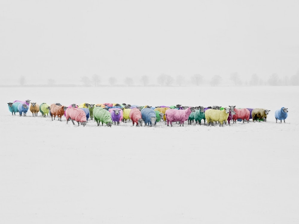 Colorful Sheep In The Snow Art Print