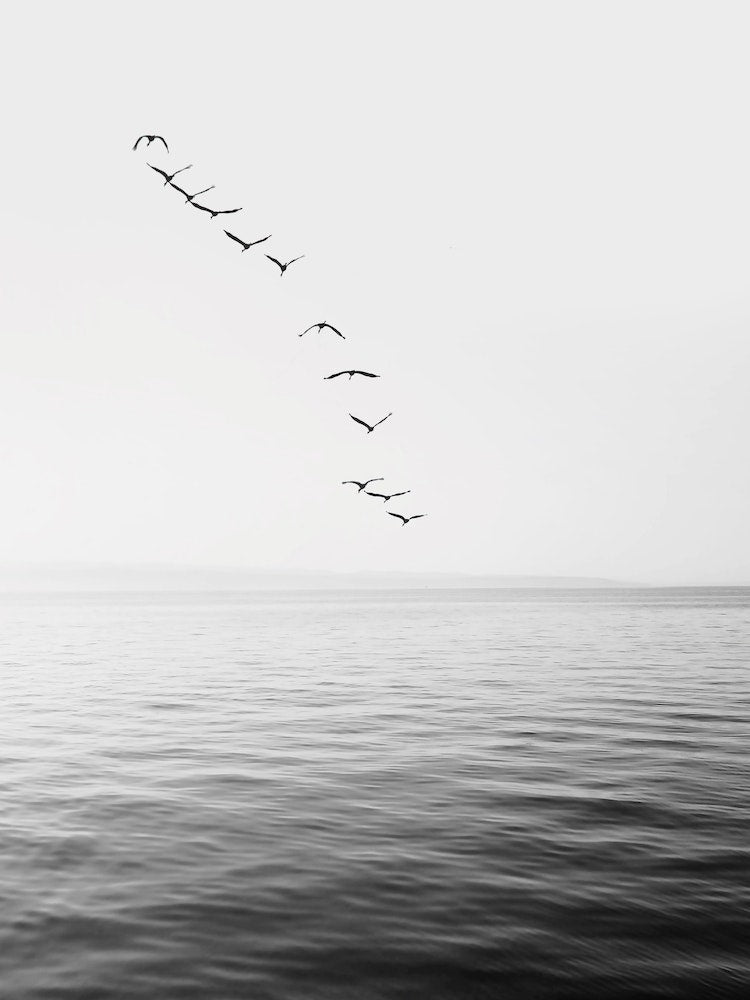 Birds And Ocean Art Print