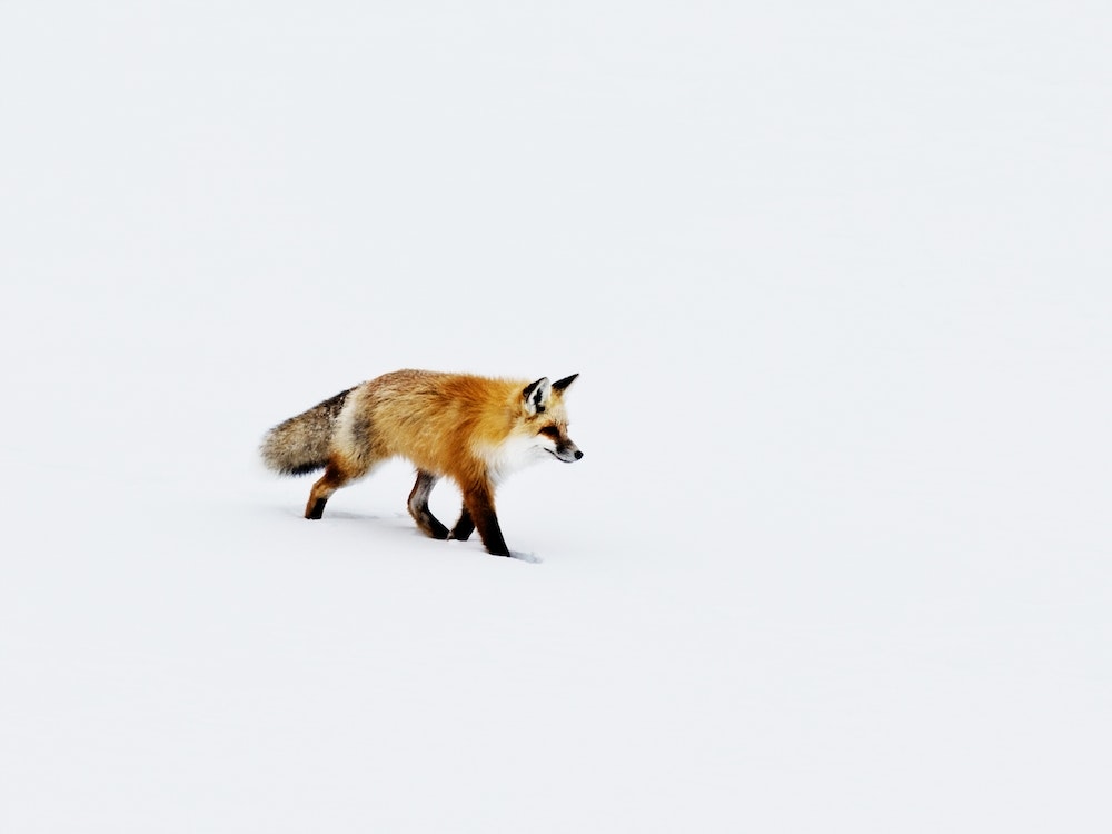 A Red Fox In Wyoming, Carol M Highsmith Art Print